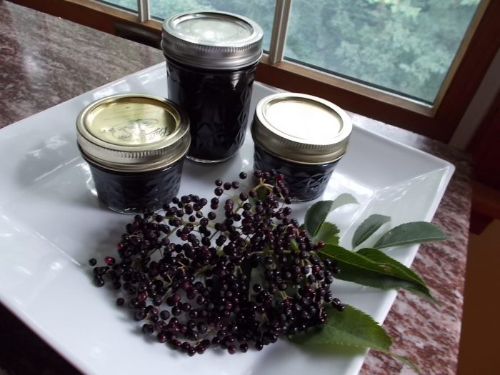 elderberry